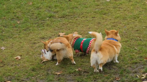Dogs