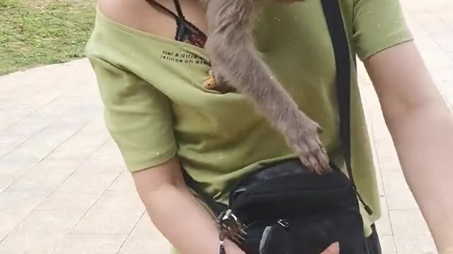 Little monkey snatching food from humans