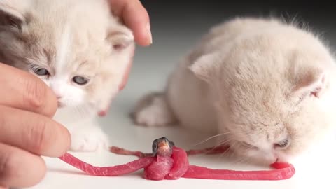 The two kittens are eating meat happily.