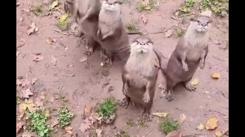 Animals