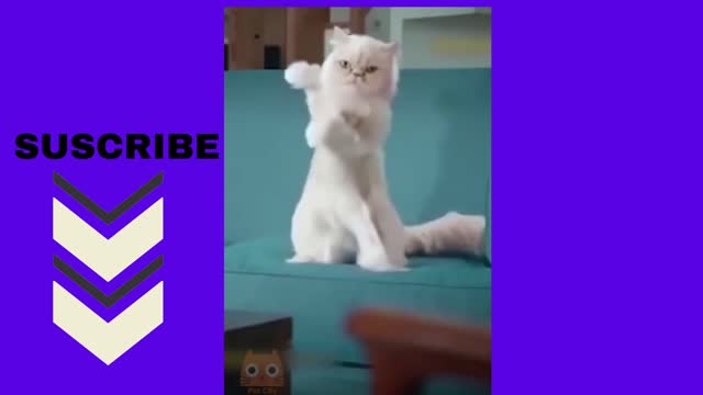 gato bailando sensual