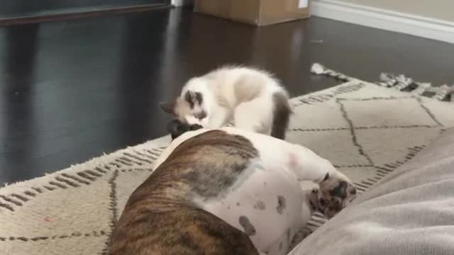 Kitten mimics bulldog brother