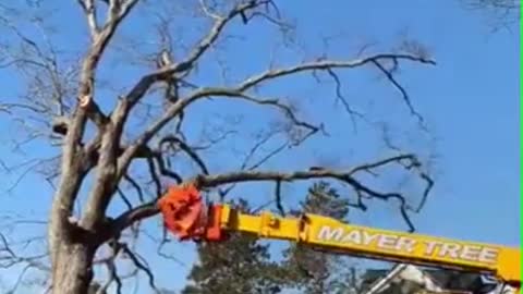 Easiest way to plant a tree