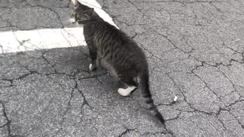 Cute kitty scratch her face