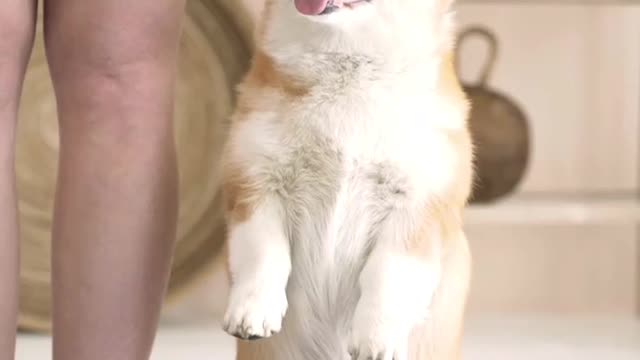Smart dog | dog video