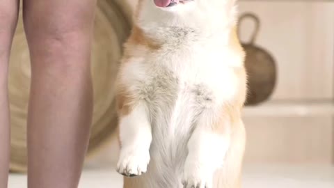 Smart dog | dog video