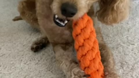 My dog is chewing carrot