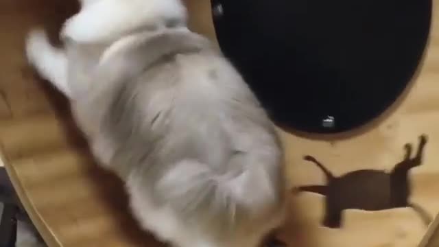 I'm an athlete kitty and my balance is superb, what do you think?
