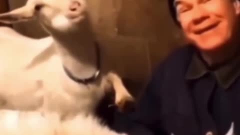Even the goats know about selfies 😍