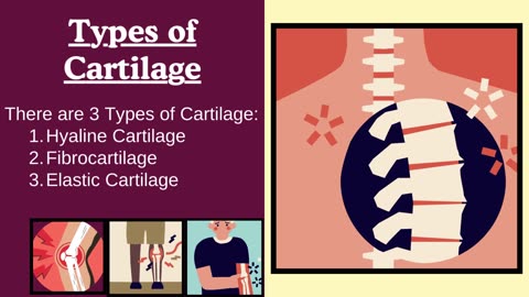 Cartilage: Types, Structure, and Blood Supply |Hyaline, Elastic, and Fibrocartilage | Novice Medic