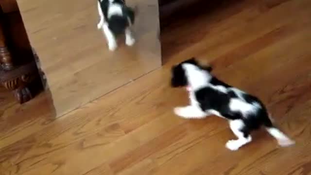 Very Funny, Dog In The Mirror, Laughing
