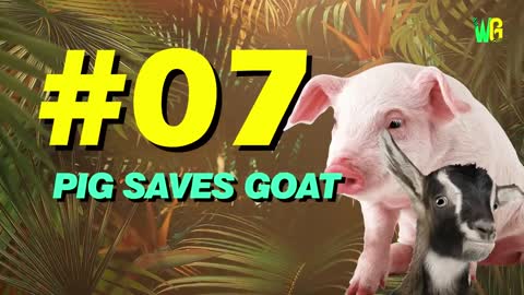 funny animal video #save other animal life