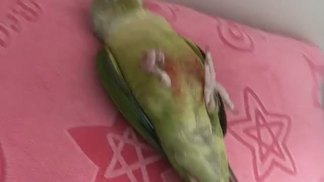 Hi, I'm Dong-dong, I pretend to be dead.