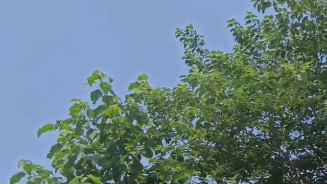 Big trees under the blue sky