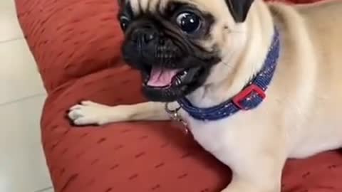 Ultimate Baby Dogs - Cute and Funny Dog Videos