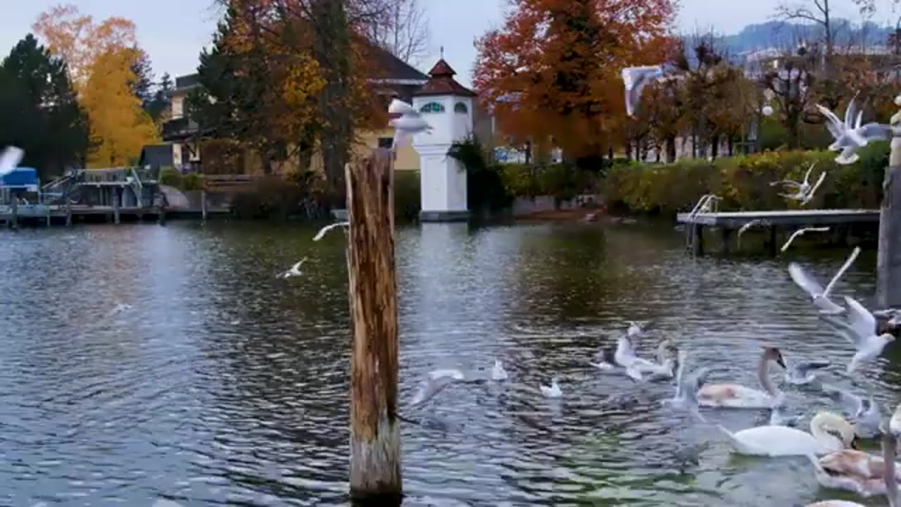 Natural Island and Lake