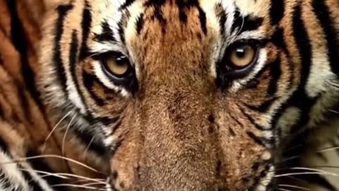Did you see what the tiger was eating?