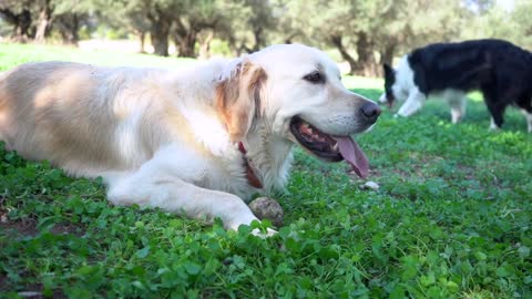 Golden Retriever and Border Collie breathe with their tongue