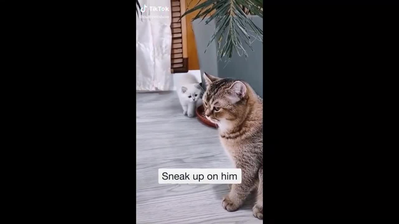 Funny cats videos 😂😂😂😂