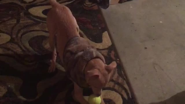 Dog playing with ball and trying to catch it