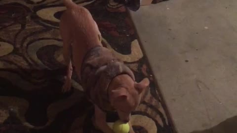 Dog playing with ball and trying to catch it
