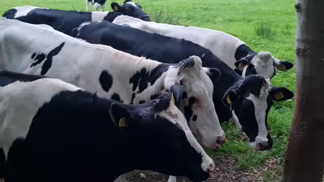 Cows making new friends #5