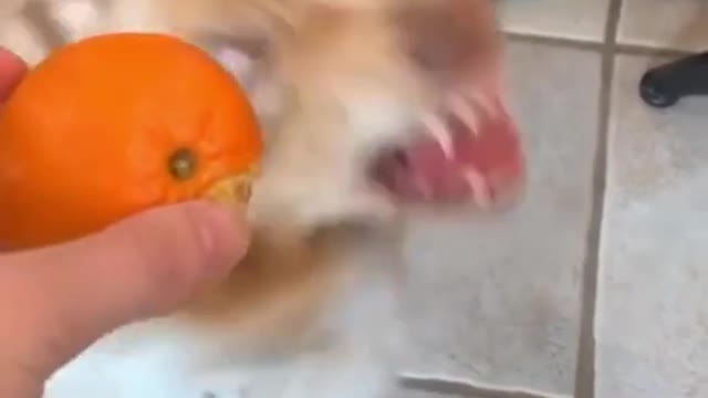 Meet Dakota. She hates oranges. Like HATE hates oranges | Training Your Dog's In Description