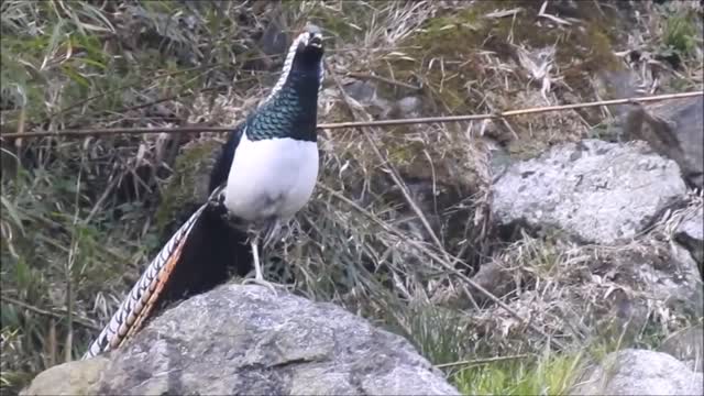 Beautiful Colorful Golden Pheasants Birds and Wading Birds