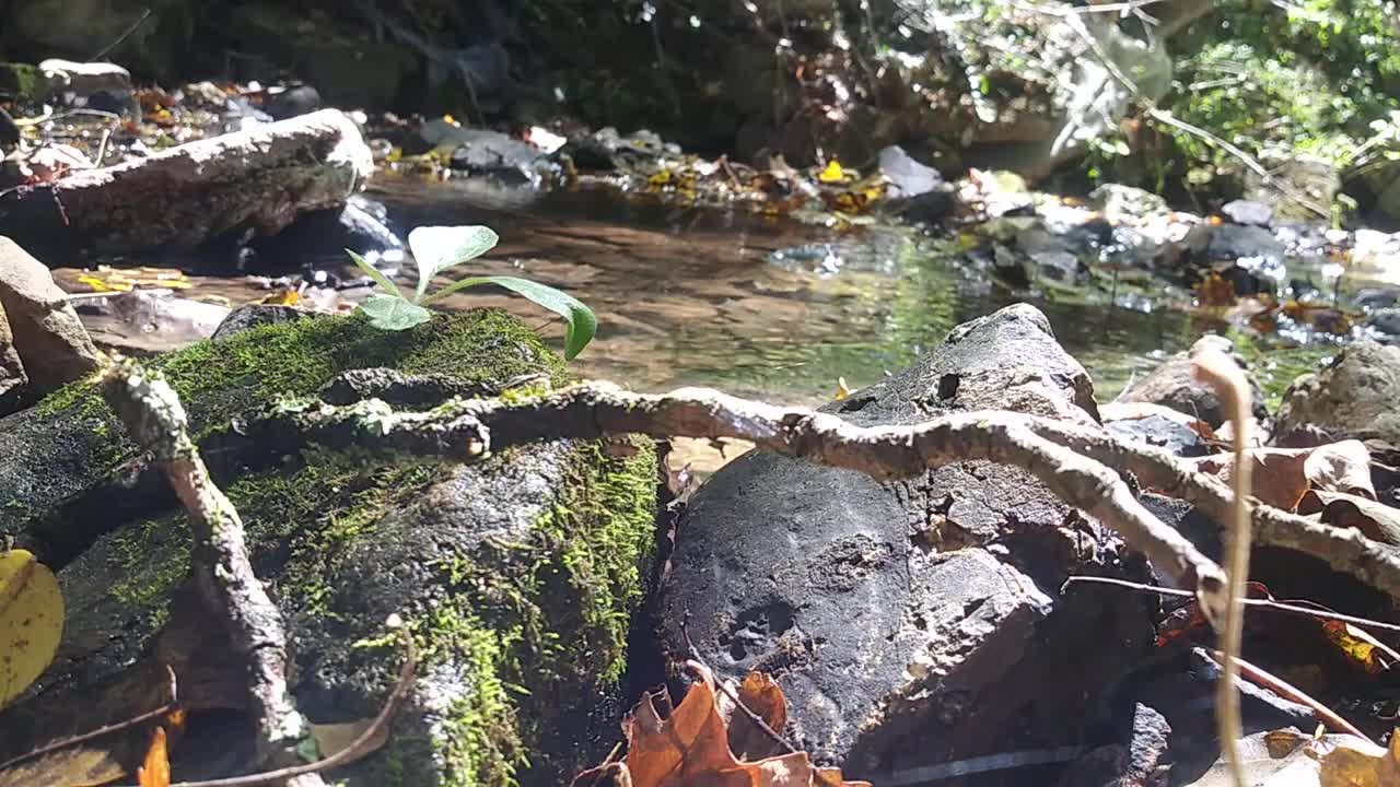 Kratzinger Hollow Creek Sounds Trickling Water ASMR Trigger Noises Mossy Rocks Satisfying Whispering