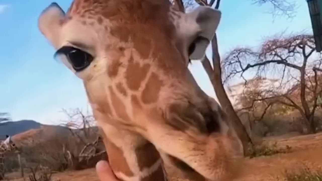 Cute baby animal