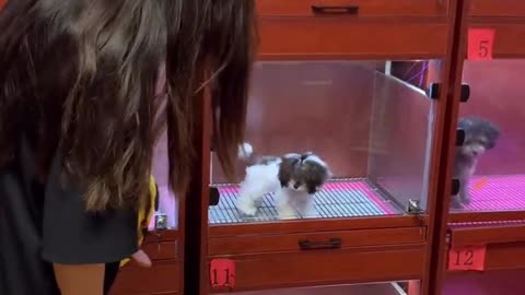 It turned out that the little sister came prepared, and the last bag was surprised to # cutepet