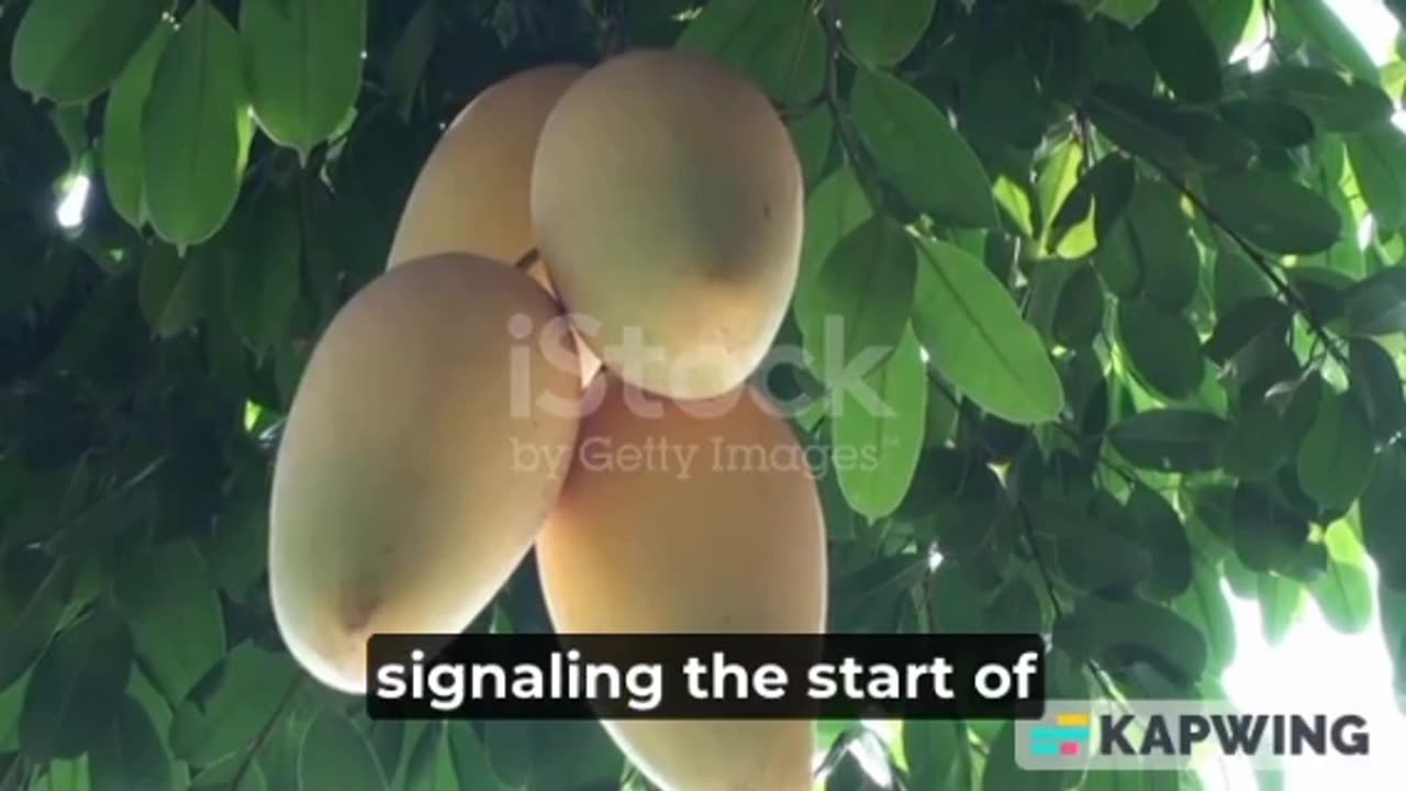 The King of Fruits: Pakistan's Delicious Mango