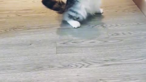 Cute cat funny dancing