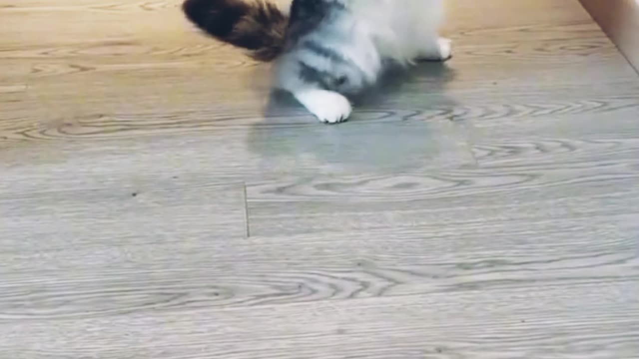 Cute cat funny dancing