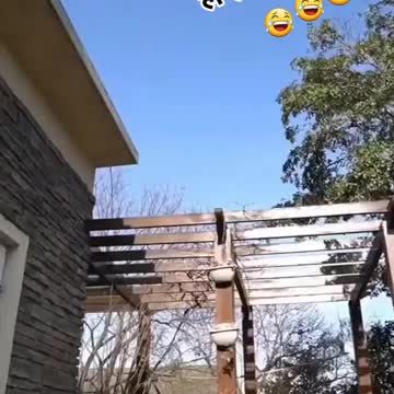 Hen playing with eggs never seen before