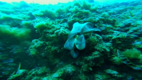 beautiful octopus 🐙😍