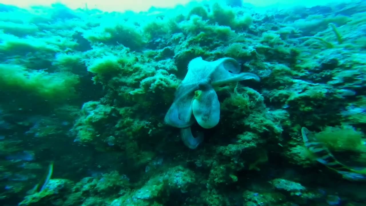 beautiful octopus 🐙😍