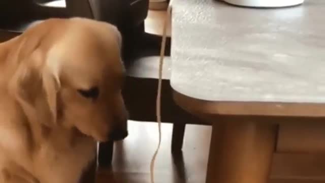 Dog Eating Apple Spaghetti