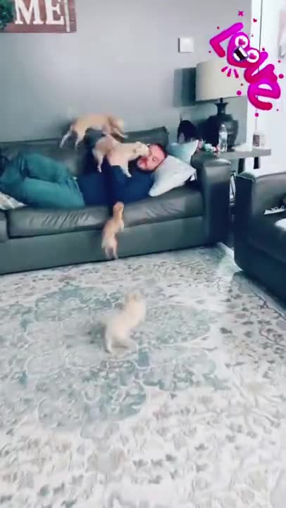 All you need is a dogs love cute dogs show love to their owner