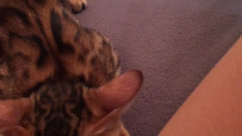 Cat Bites Woman's Crotch