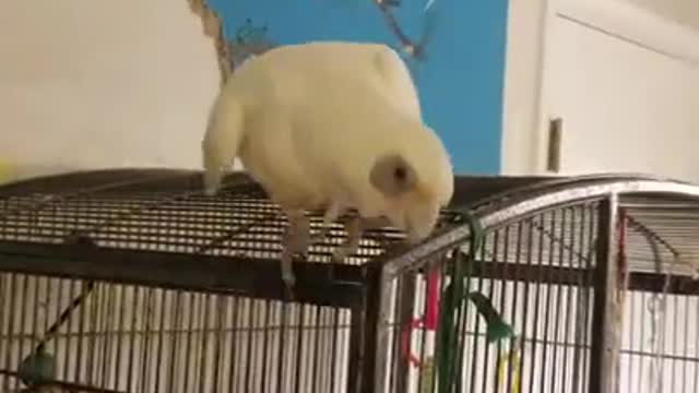 Cockatoo Throws Fit Over Cardboard