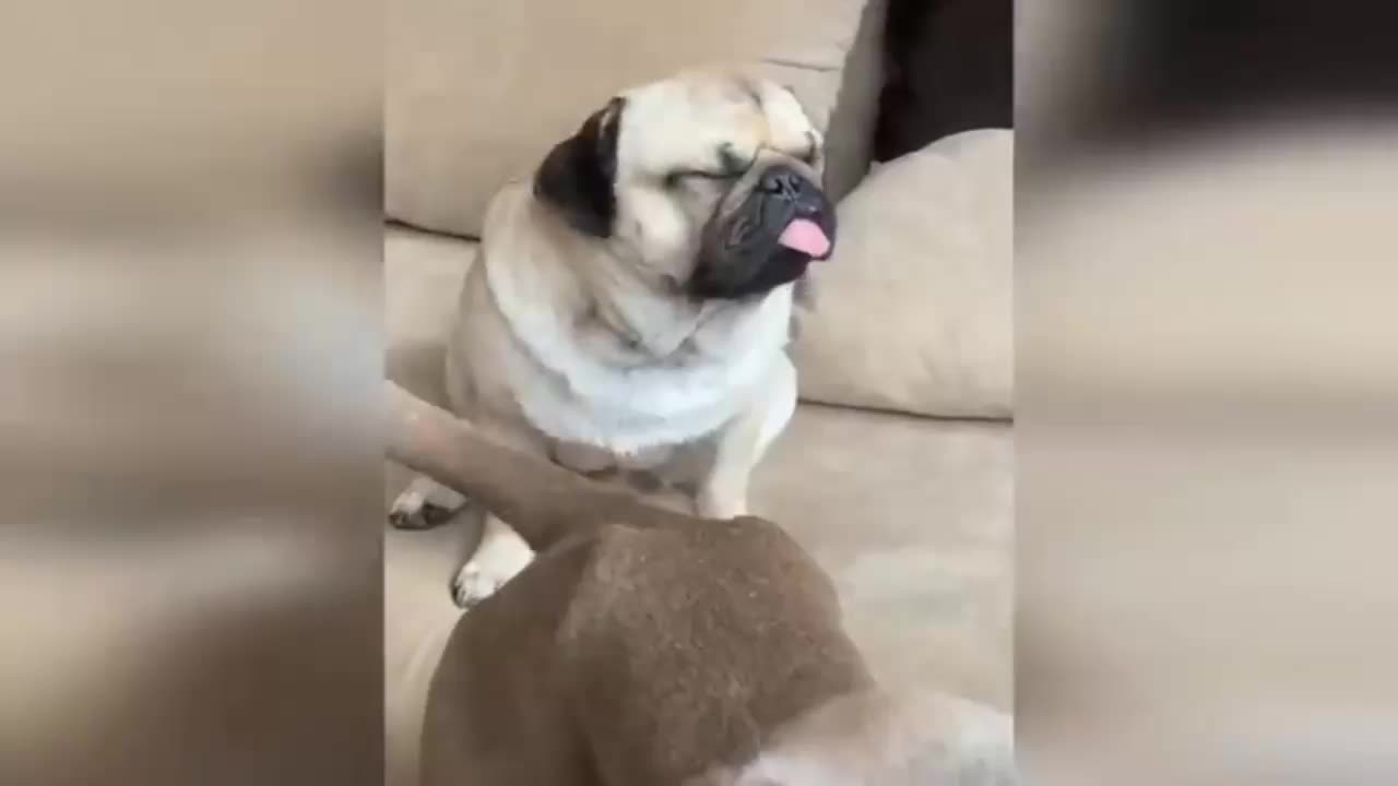 very funny cat and dogs compilation