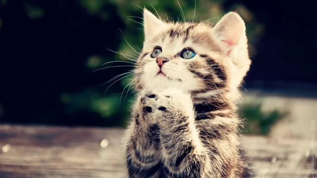 Cute cat