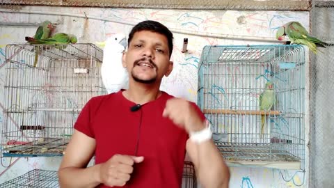 Teach Your Parrot Not To Bite - 100 % Working - Urdu -Hindi - PBI Official_p1