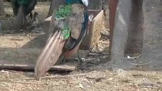 Is the gray peacock a male