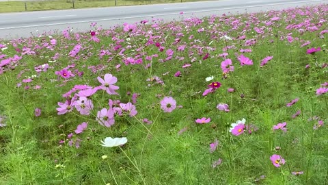 NW NC 🌺 More wildflowers 🌸