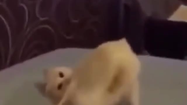 my cat my cat