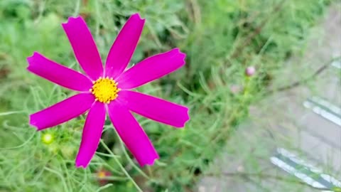 Cosmos Hotpink