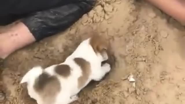 WOW CUTEST DOG HELPING 🤩😻🐶 CUTE DOG VIDEO