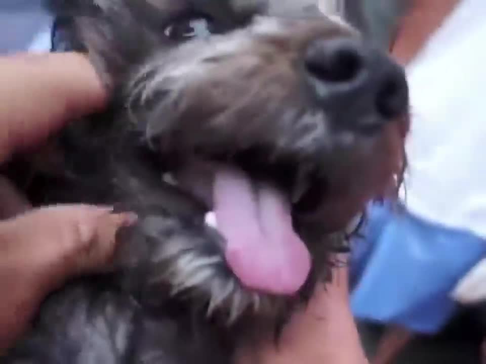 Cute and Funny Dogs fighting in the Season